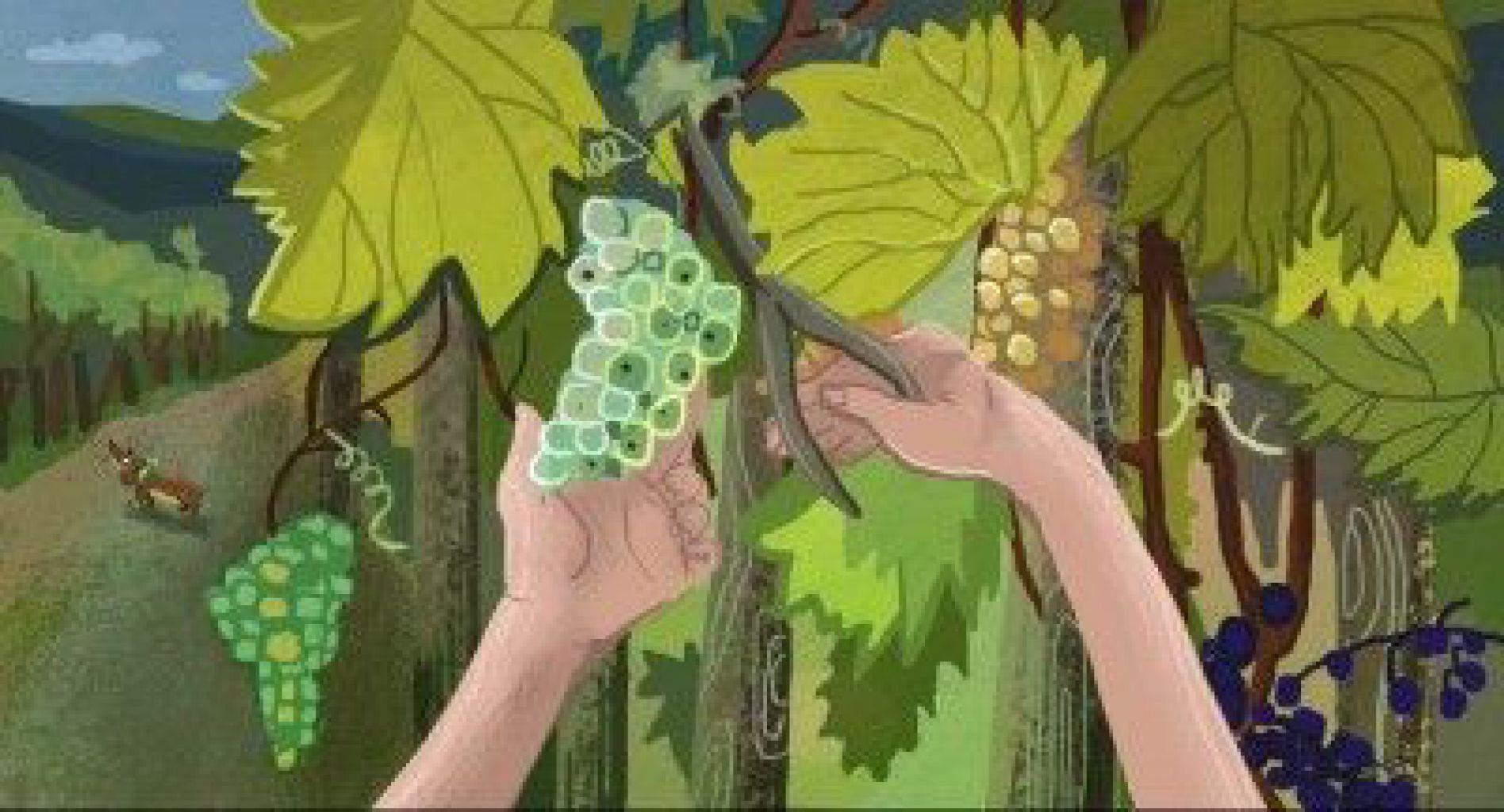 Borsi szüretel (Ringató) - Diafilm