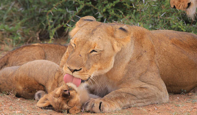 Állatok és kicsinyeik - Diafilm